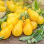 Harbin Yellow Pear Cherry Tomato 300 PCS Seeds