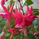 Hardy Climbing Fuchsia 'Lady in Black' 50 PCS Seeds Hardy Climbing Fuchsia 'Lady in Black' 50 PCS Seeds