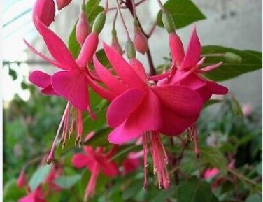 Hardy Climbing Fuchsia 'Lady in Black' 50 PCS Seeds