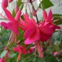Hardy Climbing Fuchsia 'Lady in Black' 50 PCS Seeds