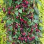 Hardy Climbing Fuchsia 'Lady in Black' 50 PCS Seeds