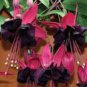 Hardy Climbing Fuchsia 'Lady in Black' 50 PCS Seeds