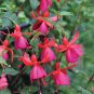 Hardy Climbing Fuchsia 'Lady in Black' 50 PCS Seeds