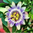 Hardy Fragrant Passion Flower Osaka 100 PCS Seeds