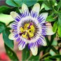 Hardy Fragrant Passion Flower Osaka 100 PCS Seeds