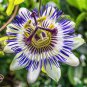 Hardy Fragrant Passion Flower Osaka 100 PCS Seeds