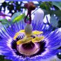 Hardy Fragrant Passion Flower Osaka 100 PCS Seeds