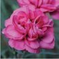 Hardy Perennial Dianthus 'Scents of Summer Pink Peony' Carnation Flower 50 PCS Seeds