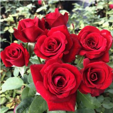 Hardy Water Red Rose 50 PCS Seeds