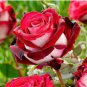 Hardy Water Red Rose 50 PCS Seeds