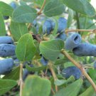 Haskap Seeds Haskap Berry Blue Seeds Japanese 50 PCS Seeds