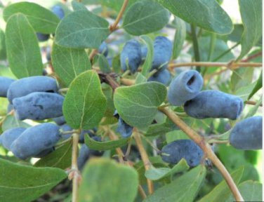 Haskap Seeds Haskap Berry Blue Seeds Japanese 50 PCS Seeds