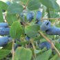 Haskap Seeds Haskap Berry Blue Seeds Japanese 50 PCS Seeds