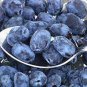 Haskap Seeds Haskap Berry Blue Seeds Japanese 50 PCS Seeds