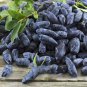 Haskap Seeds Haskap Berry Blue Seeds Japanese 50 PCS Seeds