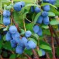 Haskap Seeds Haskap Berry Blue Seeds Japanese 50 PCS Seeds