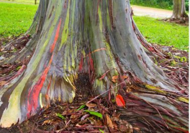 Hawaii Rainbow Eucalyptus Tree 50 PCS Seeds