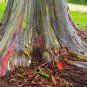 Hawaii Rainbow Eucalyptus Tree 50 PCS Seeds