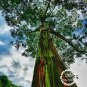 Hawaii Rainbow Eucalyptus Tree 50 PCS Seeds