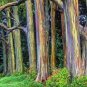 Hawaii Rainbow Eucalyptus Tree 50 PCS Seeds