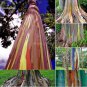 Hawaii Rainbow Eucalyptus Tree 50 PCS Seeds