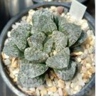 Haworthia 2000 PCS Seeds