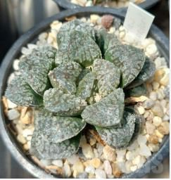 Haworthia 2000 PCS Seeds