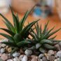 Haworthia 2000 PCS Seeds