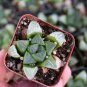 Haworthia 2000 PCS Seeds