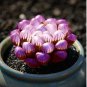 Haworthia 2000 PCS Seeds