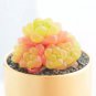 Haworthia cymbiformis var. obtusa Seeds Golden Pink Hybrid 10 PCS Seeds