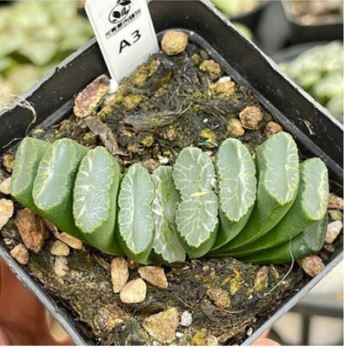 Haworthia Hybrid pink black lovely bonsai home garden succulent 5 PCS Seeds