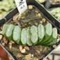 Haworthia Hybrid pink black lovely bonsai home garden succulent 5 PCS Seeds