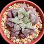 Haworthia Hybrid pink black lovely bonsai home garden succulent 5 PCS Seeds