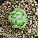 Haworthia lockwoodii Yellow Wide-leaf Bonsai Succulent 5 PCS Seeds