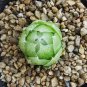 Haworthia lockwoodii Yellow Wide-leaf Bonsai Succulent 5 PCS Seeds
