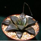 Haworthia marxii 'GM605' Bonsai Succulent 5 PCS Seeds