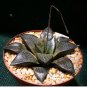 Haworthia marxii 'GM605' Bonsai Succulent 5 PCS Seeds