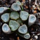 Haworthia maughanii Seed interesting lovely succulent plant 1 PCS Seeds