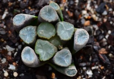 Haworthia maughanii Seed interesting lovely succulent plant 1 PCS Seeds