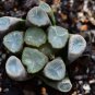 Haworthia maughanii Seed interesting lovely succulent plant 1 PCS Seeds