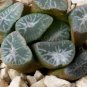 Haworthia maughanii Seed interesting lovely succulent plant 1 PCS Seeds