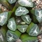 Haworthia maughanii Seed interesting lovely succulent plant 1 PCS Seeds