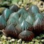 Haworthia Obtusa Black Succulent Plants 5 PCS Seeds