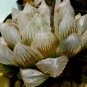 Haworthia Obtusa Black Succulent Plants 5 PCS Seeds