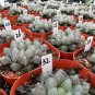 Haworthia obtusa Hybrid Red Transparent Bonsai Succulent 5 PCS Seeds