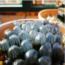 Haworthia obtusa 'Crystal' Light Blue Transparent Succulent Bonsai Plants 5 PCS Seeds Haworthia obtusa 'Crystal' Light Blue Transparent Succulent Bonsai Plants 5 PCS Seeds