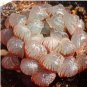 Haworthia obtusa 'Crystal' Light Blue Transparent Succulent Bonsai Plants 5 PCS Seeds