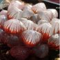 Haworthia obtusa 'Crystal' Light Blue Transparent Succulent Bonsai Plants 5 PCS Seeds