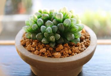 Haworthia Obtusa Yamada Black Succulent 5 PCS Seeds